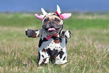 Cute happy French Bulldog dog wearing a funny full body Halloween cow costume with fake arms,...