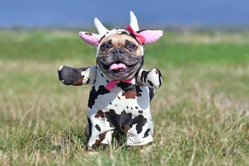 Gordijnen Cute happy French Bulldog dog wearing a funny full body Halloween cow costume with fake arms, horns, ears and ribbon © Firn