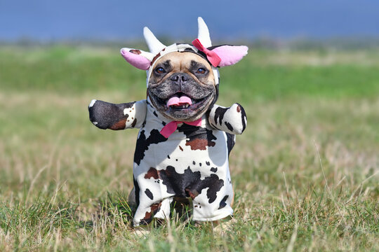 Cute happy French Bulldog dog wearing a funny full body Halloween cow costume with fake arms, horns, ears and ribbon