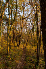 Obraz premium Chemin forestier de l'automne