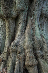 bark detail of an old willow tree