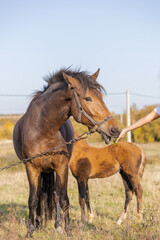 beautiful brown horse on a leash in the field eats with a human hand