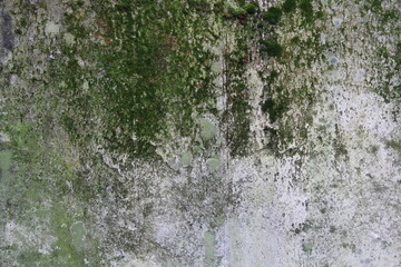 Graue Betonmauer bewachsen