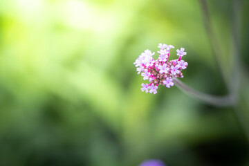 The background image of the colorful flowers