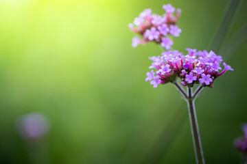 The background image of the colorful flowers