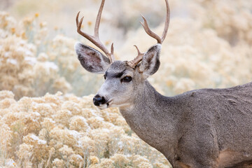 Mule deer buck in Grand Canyon National Park, Arizona