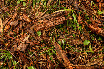 Forest litter of branches and bark on soil in a pine forest