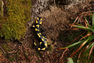 adult fire salamander in the forest on a litter of branches and grass