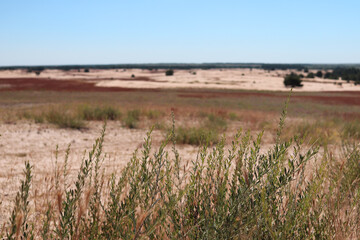 Fototapeta premium Desert landscape with dry grass and sand