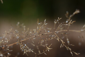 Dew drops glisten on a branch of a plant in the morning in the forest
