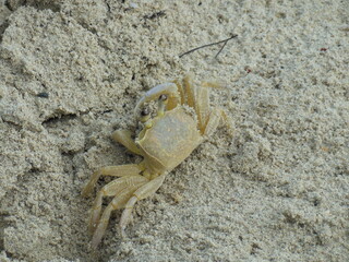 beach crab