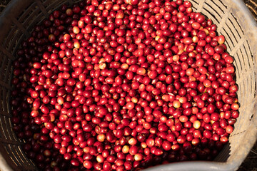 basket with red currants