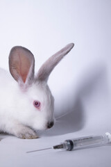 scared white and gray rabbits-bunnies near an injection-syringe. copy space. veterinary, experiments, cosmetics concept. High quality photo