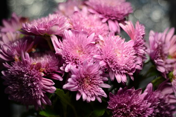 Large bouquet of pink chrysanthemums on a shiny gray background