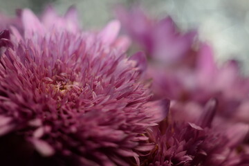 Bouquet of pink chrysanthemums on a blurred background
