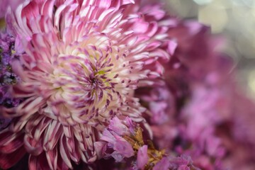 Pink and purple chrysanthemums close up