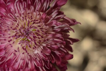 Beautiful chrysanthemum close-up on a gray background