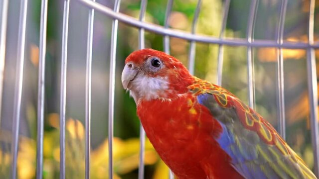 Sun conure parrot in a cage with greenery on the background. Domestic bird. Close up