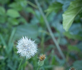 dandelion