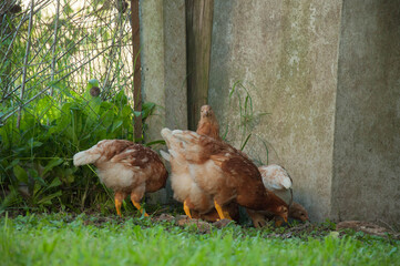 chickens