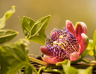 close up of a flower