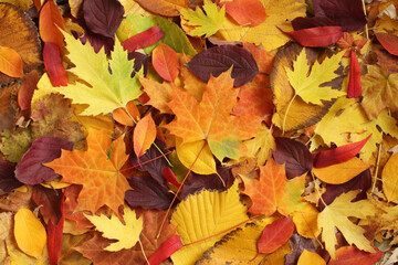 Naklejka na ściany i meble Autumn background - dried yellow, green, orange, purple and red leaves of maple, linden, sumac tree, cherry, arranged at random. Top down view. Closeup