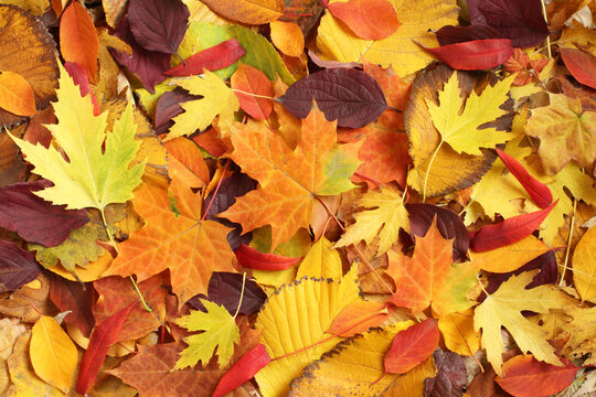 Autumn background - dried yellow, green, orange, purple and red leaves of maple, linden, sumac tree, cherry, arranged at random. Top down view. Closeup