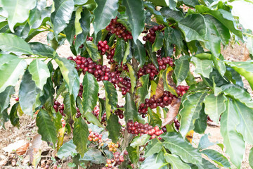 red and green berries