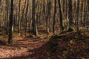 Fototapeta premium Arboles de otoño en la Fageda d'en Jordà.