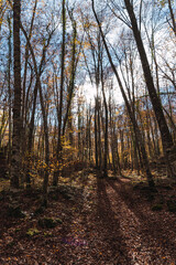 Arboles de otoño en la Fageda d'en Jordà.