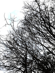 silhouette of a tree