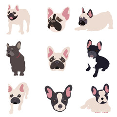 Vector illustrations of french bulldog dogs in different breeds is hand-drawn. 