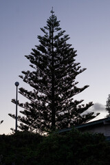 Silhouette of the tree