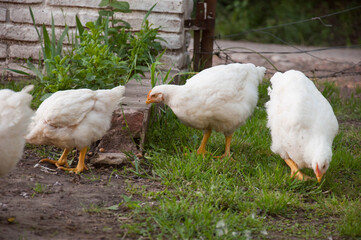 chicken on the farm