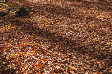 Hojas caídas en el bosque de otoño.