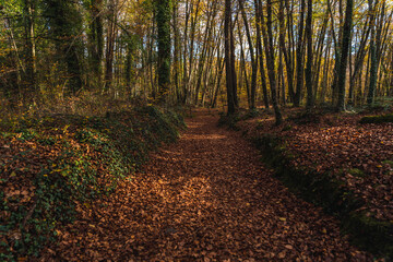 Arboles de otoño en la Fageda d'en Jordà.