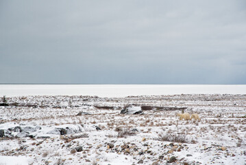 Polar bears walking across tundra landscape in Churchill, Manitoba on the edge of Hudson Bay in Canada. Horizon with blue cloudy sky on a snow day. 