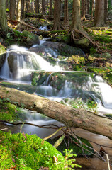 Clean water cascade at fresh pure natural green forest enviroment mossy rock background freshness concept brook
