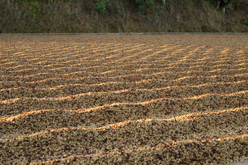 plowed field in autumn