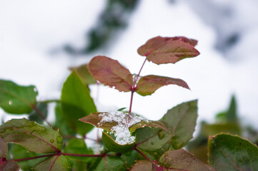 Covered with snow, green and red leaves and blue fruits Mahonia aquifolium, Oregon grape, in winter, selected focus