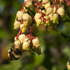 Strawberry tree flowers bumblebee pollination - Arbutus unedo