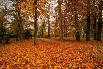 Beautiful autumn landscape . Colorful foliage in the park. Falling leaves natural background
