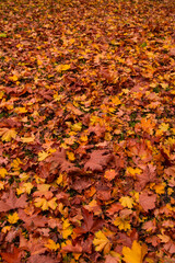 Beautiful Autum leaves on the ground
