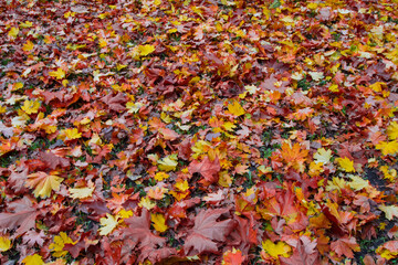 Beautiful Autum leaves on the ground
