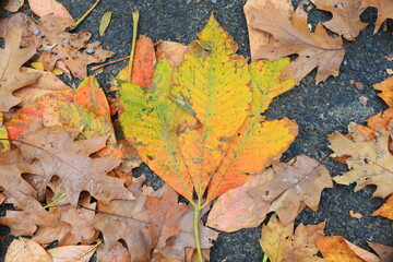 Leaves cover the path in the Ravine of Central Park, New York City.