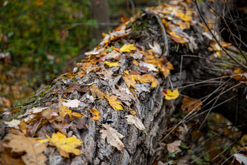 Leaves lay on a fallen tree in the Ravine of Central Park, New York City.
