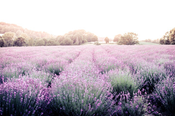 Lavendel Duft