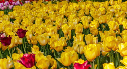 Tulip yellow Bulbs Dutch flowers parade
