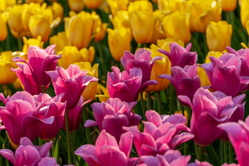 Obraz premium Dutch flowers Tulips Mixed Colors