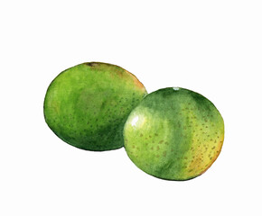 Lime fruit isolated close-up on a white background. Watercolor illustration.